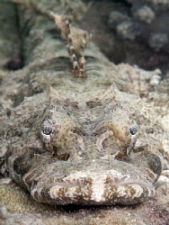 Crocodile fish Number 2. by Andrew Macleod 